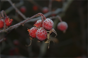 Morgenreif 20111117-0015