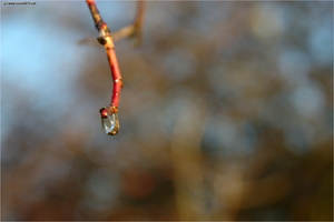 Morgenreif Tau-0011