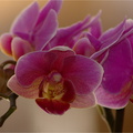 Orchidee-0001.jpg