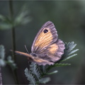 Schmetterlinge-0002-hdr-mantiuk06.jpg