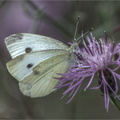 Schmetterlinge-0005-hdr-mantiuk06.jpg