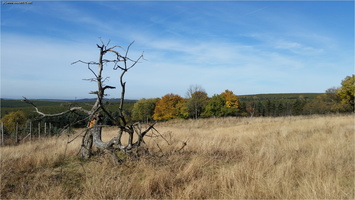 Bäume im Herbst