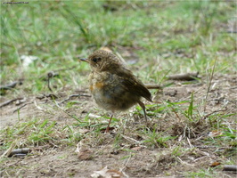 Spatz auf Waldwiese