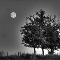 Mond und Baum