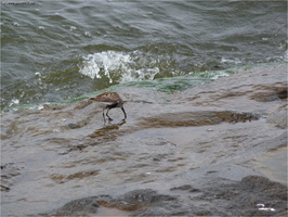 Swinemuende digicam-0001