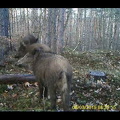 #Wildschweine #wild boars 06.03.2019