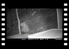 kleine Maus im Shelter 1